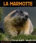 La marmotte